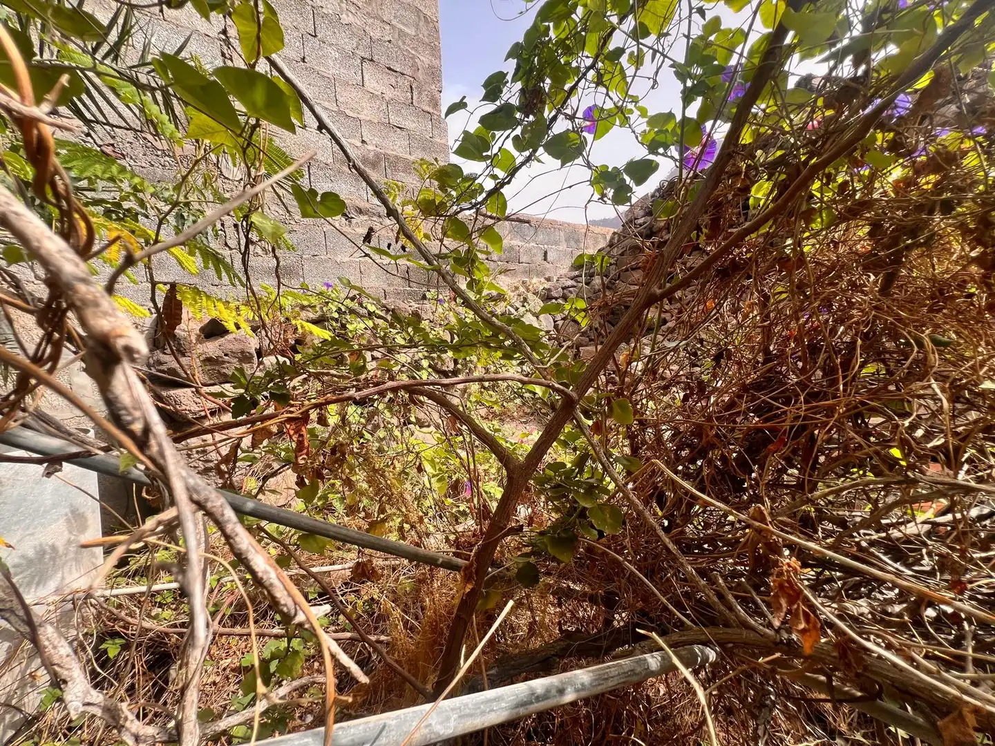 Terreny rústic en venda a Calle los Llanetes, imagen 17