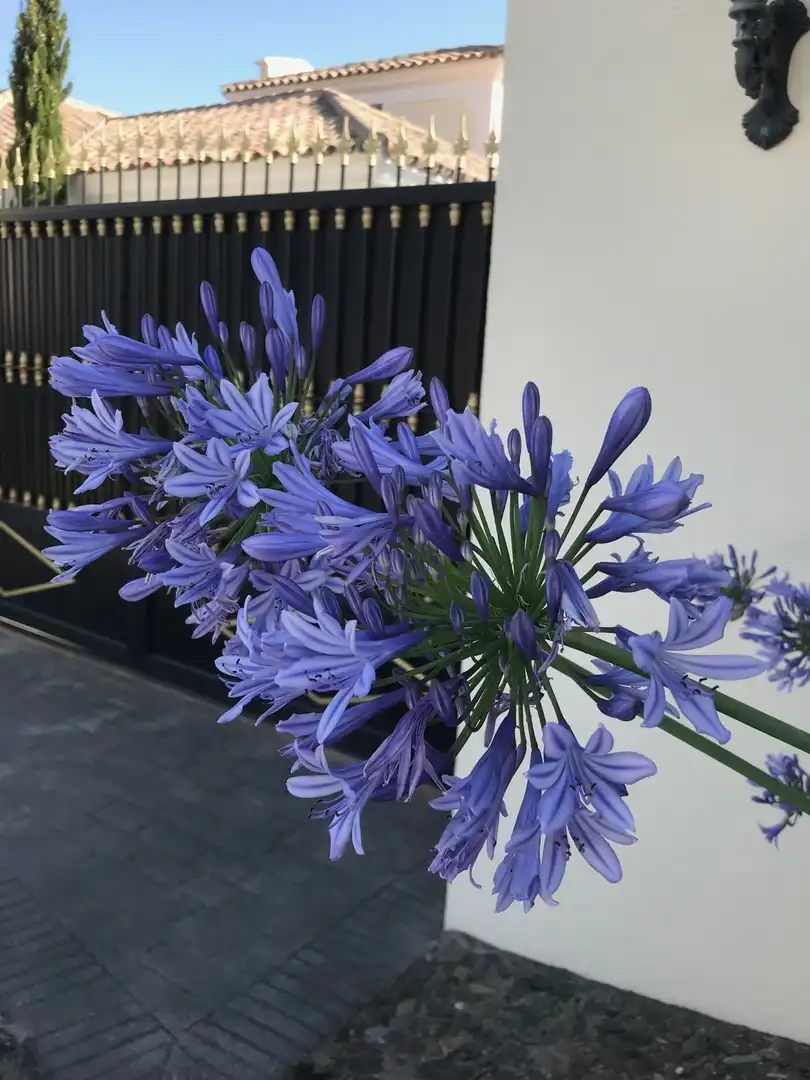 Casa con piscina en venta en Benahavís pueblo, imagen 22