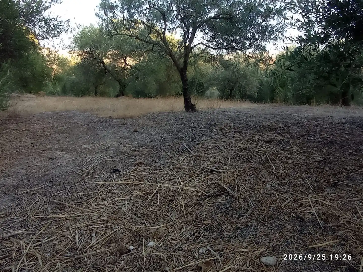 Terreno rústico en venta en El Rocío - La Milagrosa, imagen 17