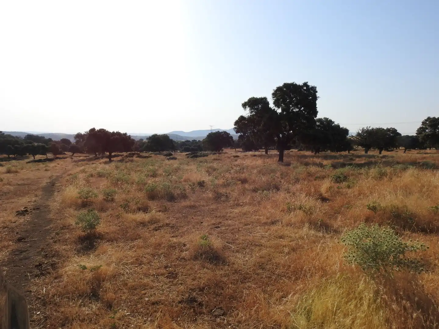 Land for sale in Villar del Pedroso