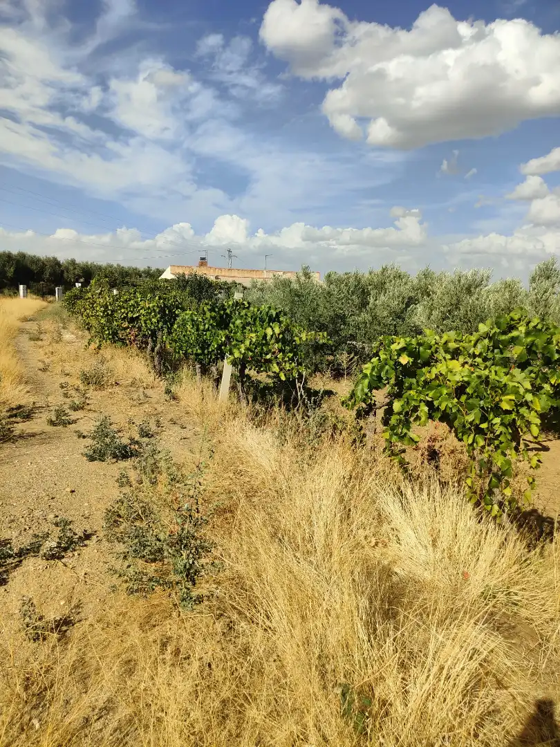 Finca rústica en venda en Cortes y Graena amb Jardí privat, Terrassa i Piscina