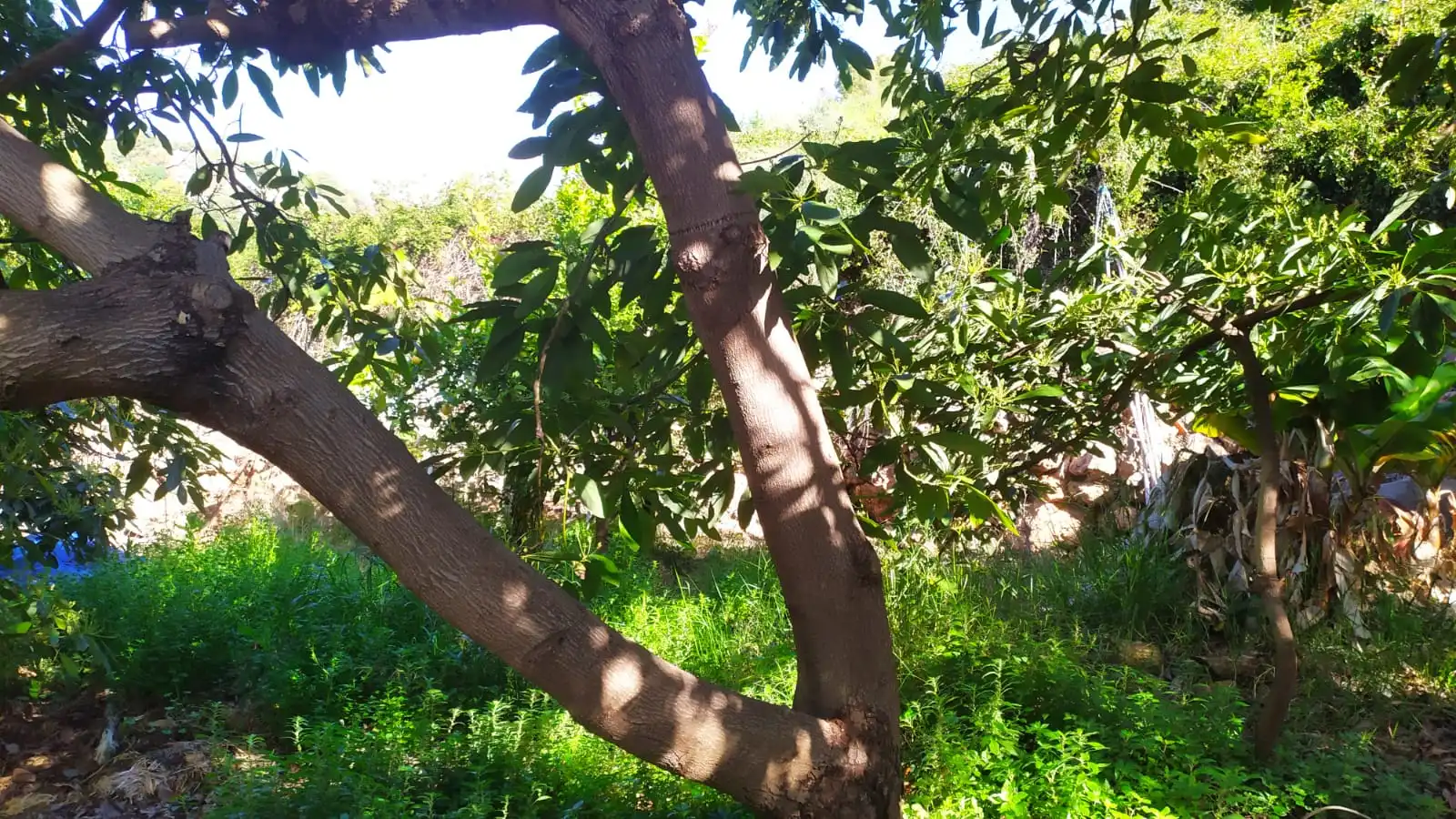 Rural land for sale in Paraje Almachares 15, imagen 9