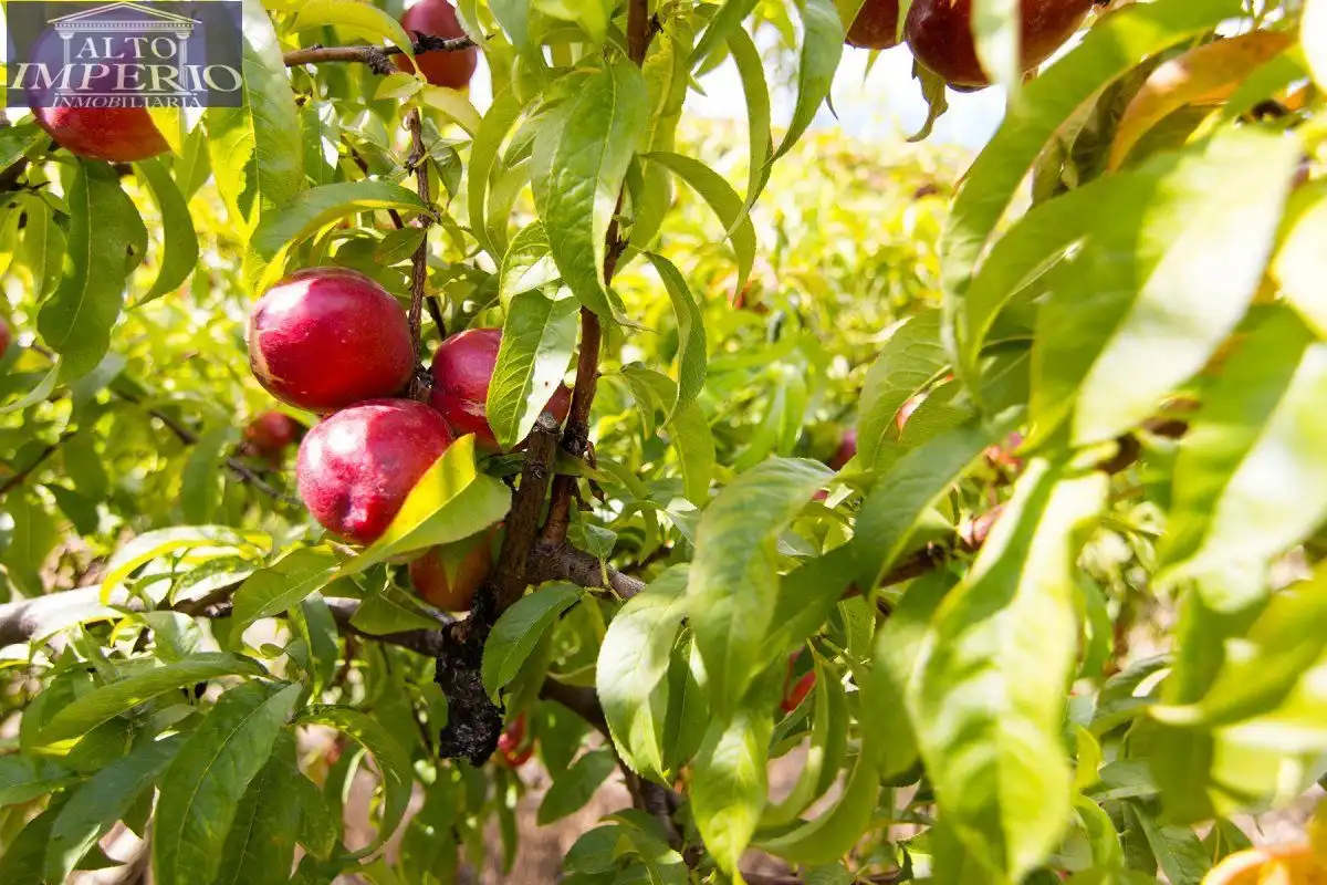 Jardín de Finca rústica en venta en Granada