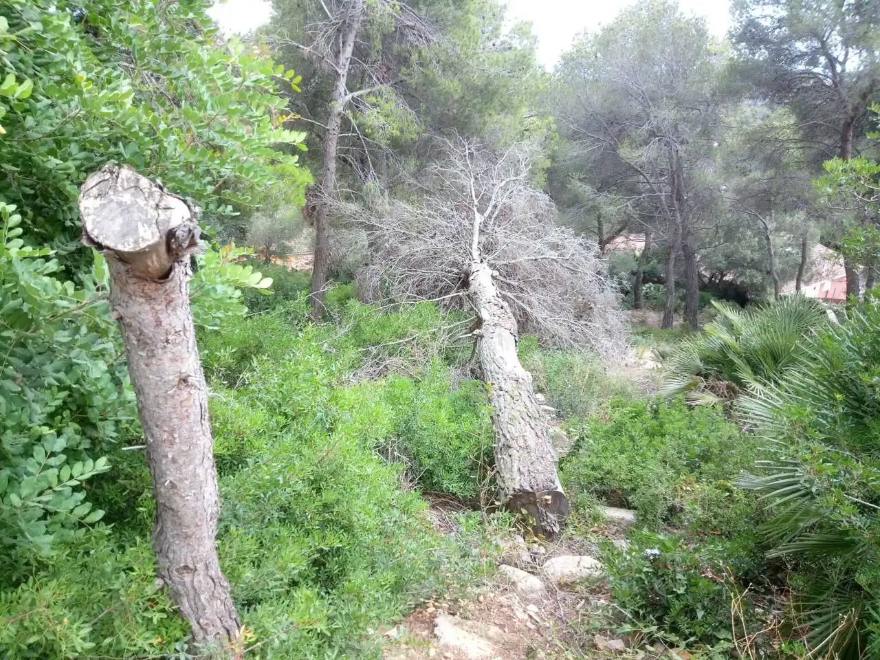 Terreno rustico in vendita a Calle Tulipa, imagen 4