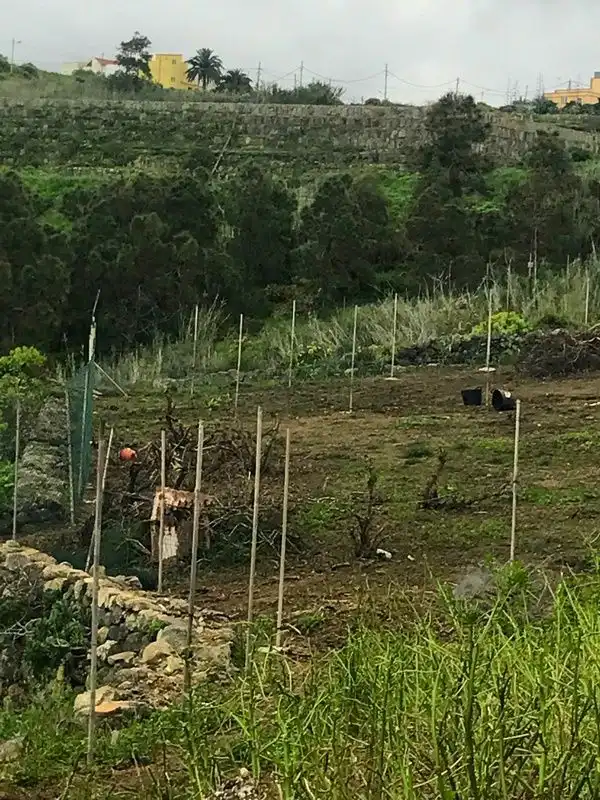 Finca rústica en venda en Moya (Las Palmas) amb Aire condicionat, Jardí privat i Terrassa
