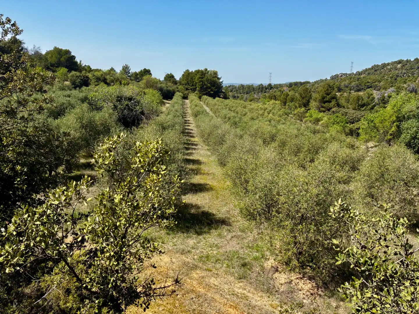 Terreno en venta en La Pobla de Cérvoles