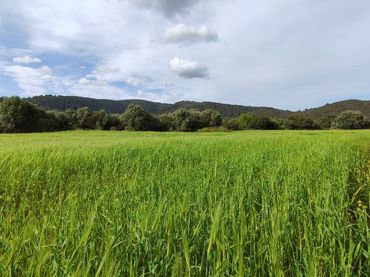 Rustikales Grundstück zum Verkauf in Campanet
