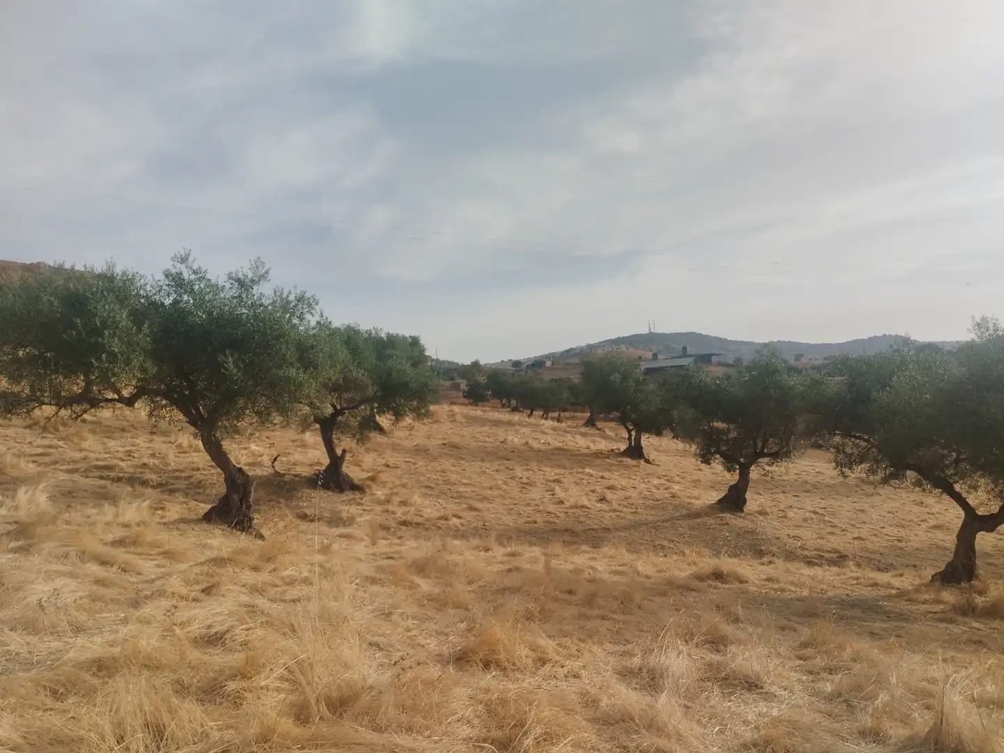 Terreni e lotti in vendita a Jerez de los Caballeros, imagen 10