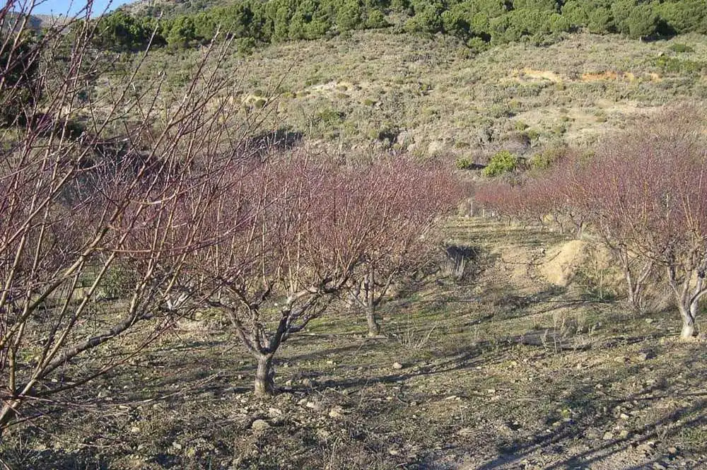 Terreny rústic en venda a Canillas de Albaida, imagen 6