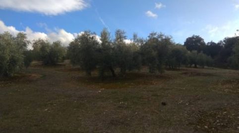 OLIVAR EN VENTA