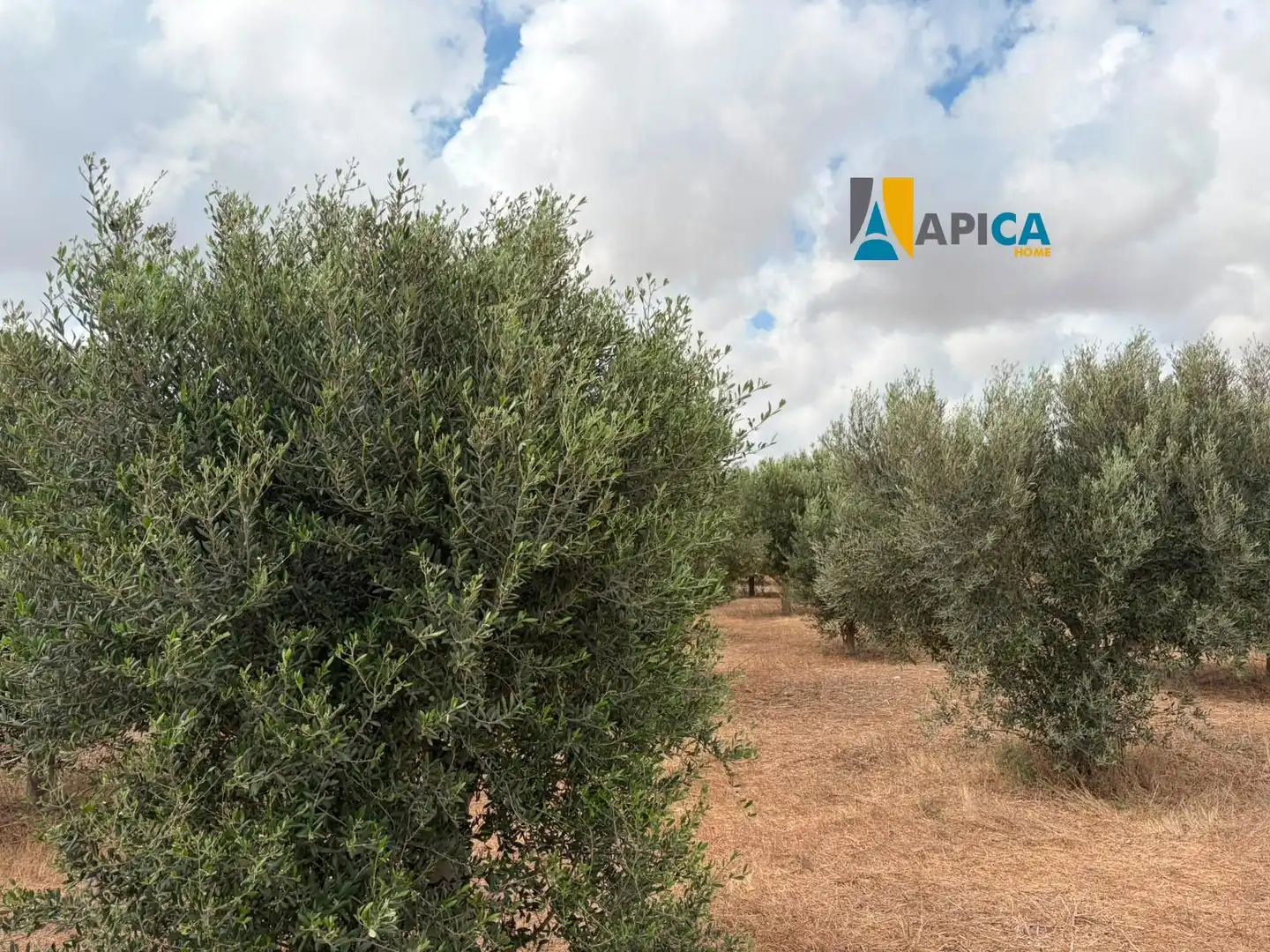 Rural land for sale in Los Franceses – La Vega, imagen 11