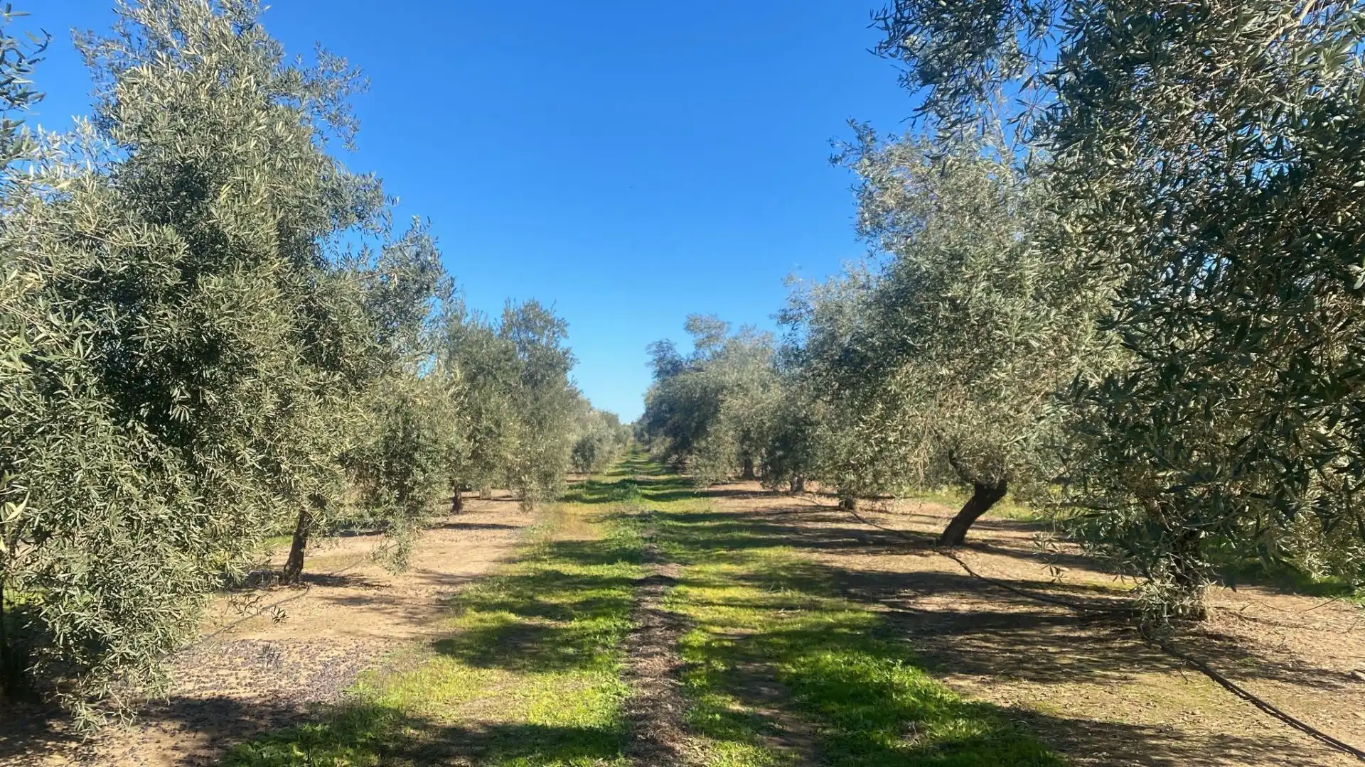 Terreni e lotti in vendita a Jabalquinto, imagen 14