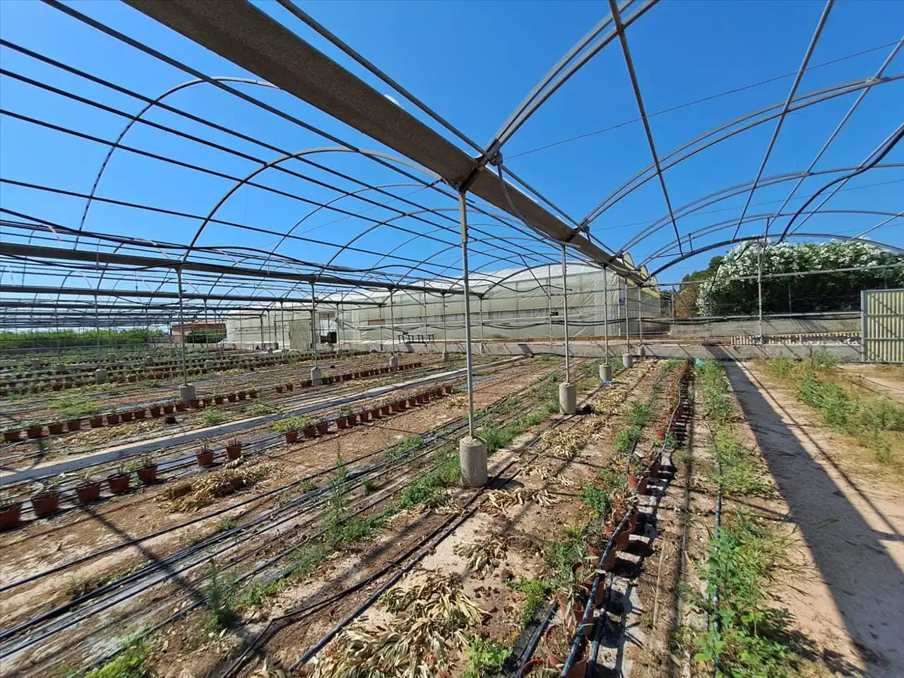 Garten von Grundstücke zum Verkauf in Catadau