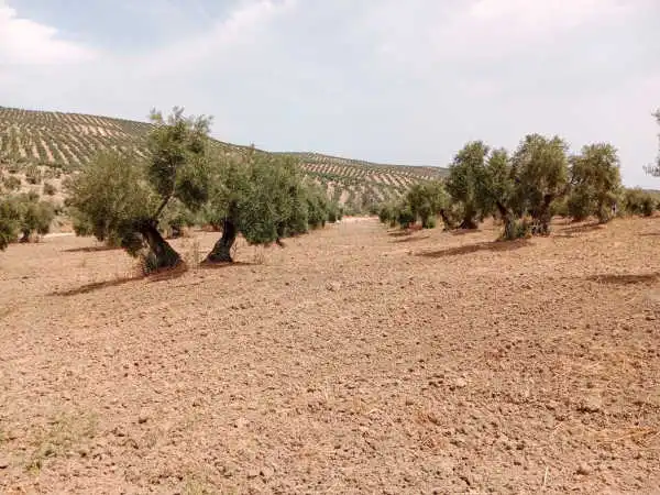 Terreni e lotti in vendita a Porcuna, imagen 6