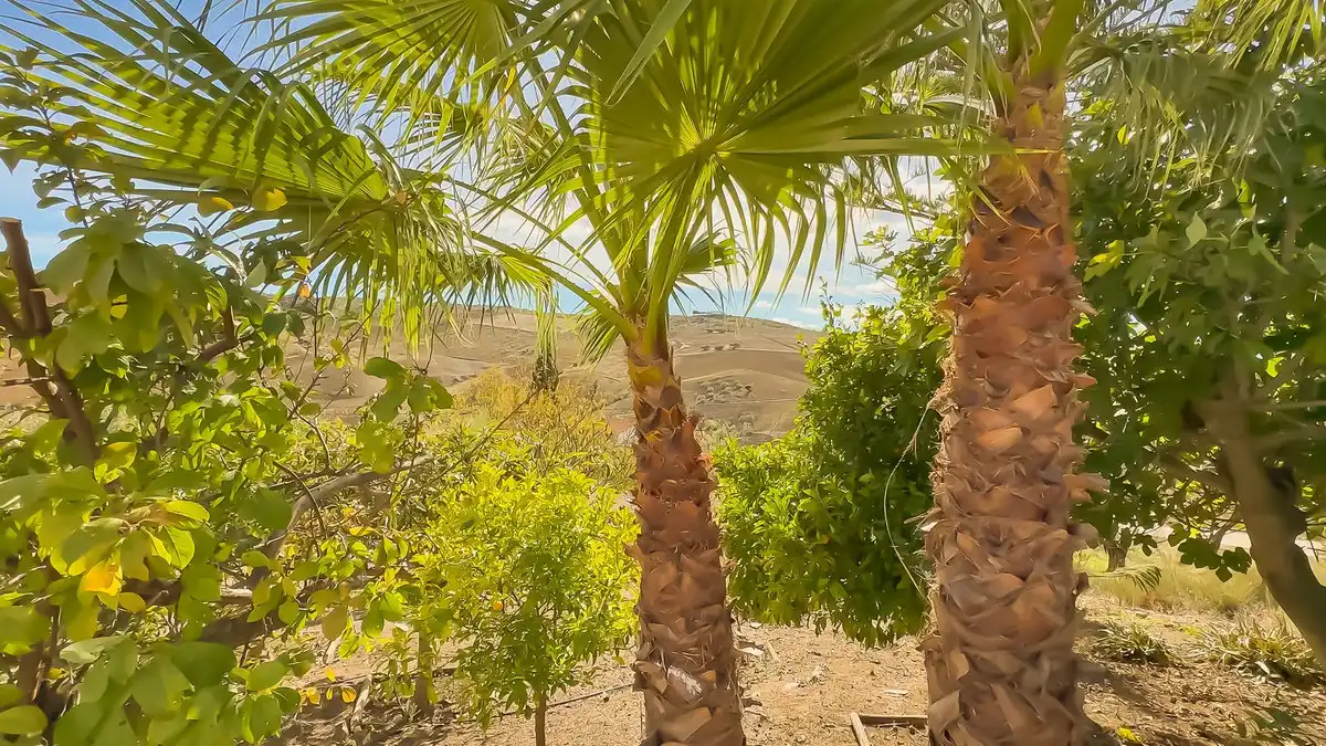 Jardín de Finca rústica en venta en Villanueva de la Concepción con Jardín privado, Terraza y Trastero