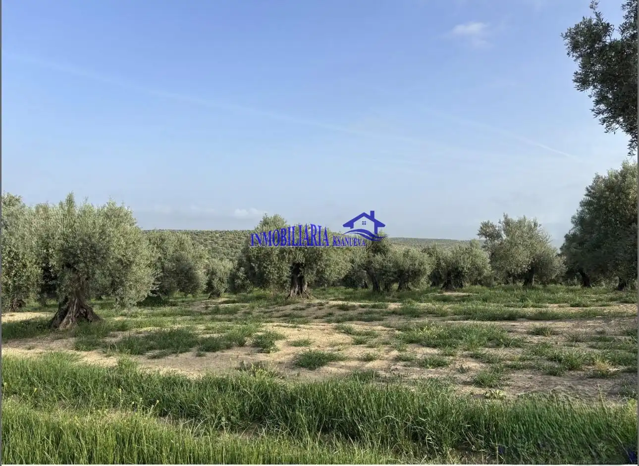 Finca rústica en venta en Bujalance