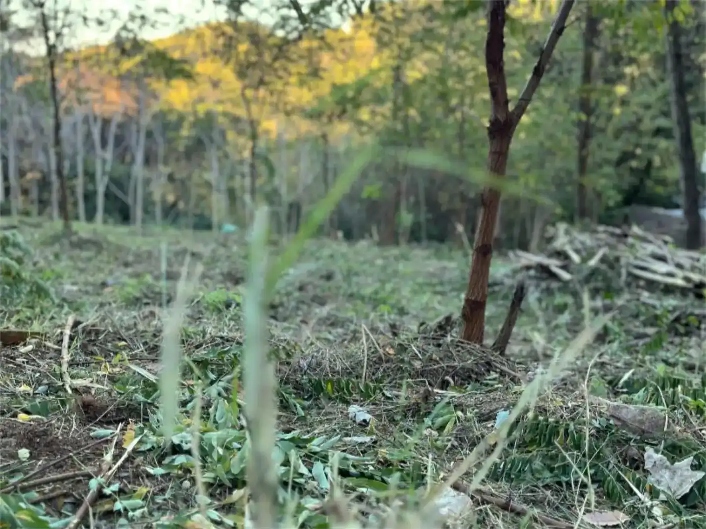 Terreno en venta en Les Planes