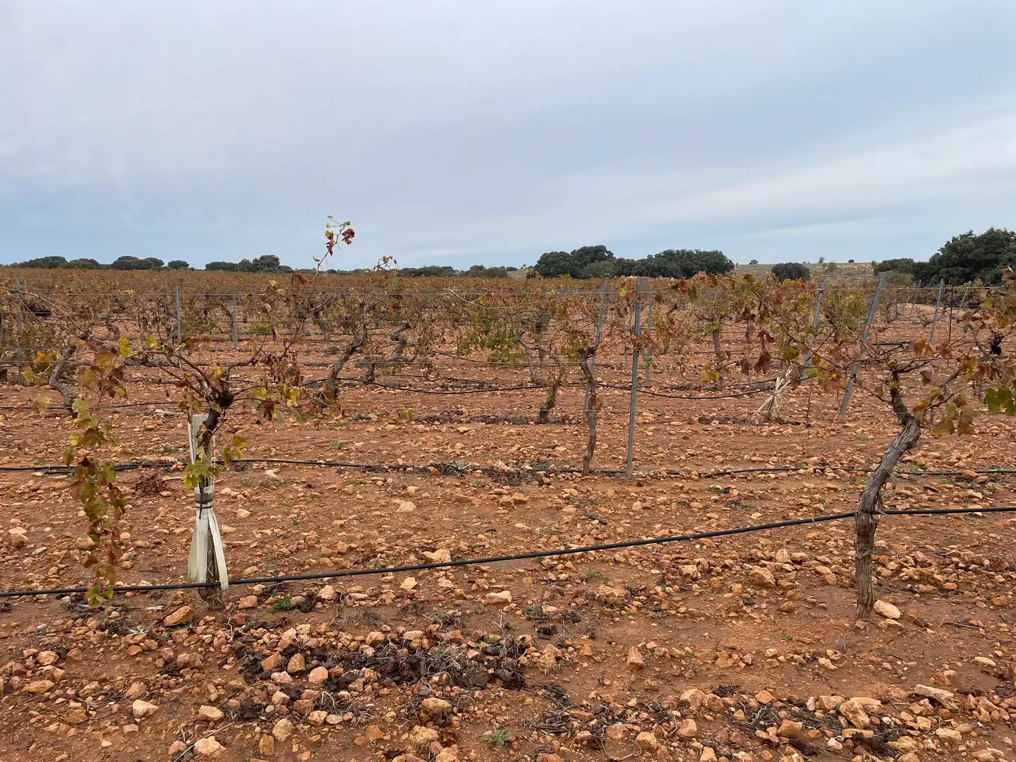 Terreno rustico in vendita a TO-2999 5, imagen 16