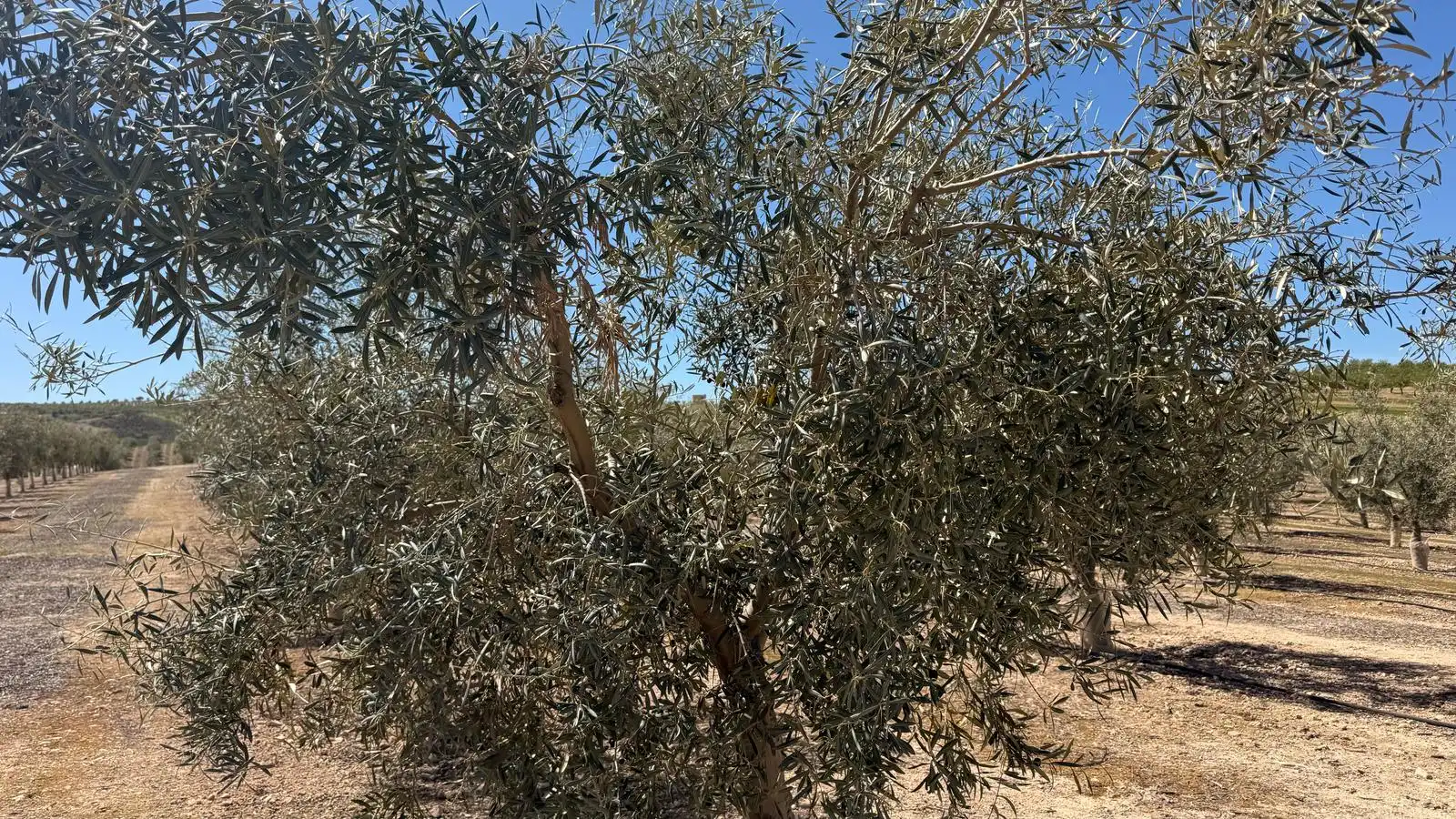 Land for sale in Ventas de Huelma