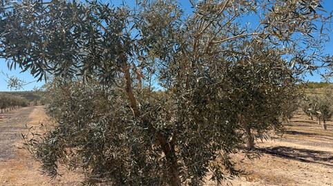 Foto 3 de Terreno en venta en N/a, -1, Ventas de Huelma, Granada