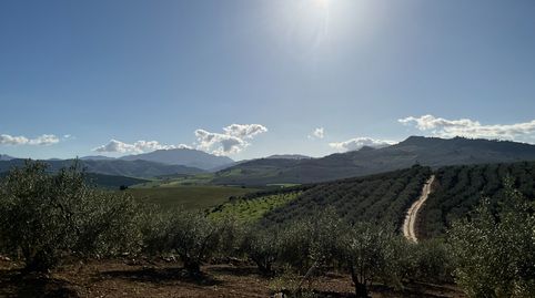 Terreno con olivos de secano