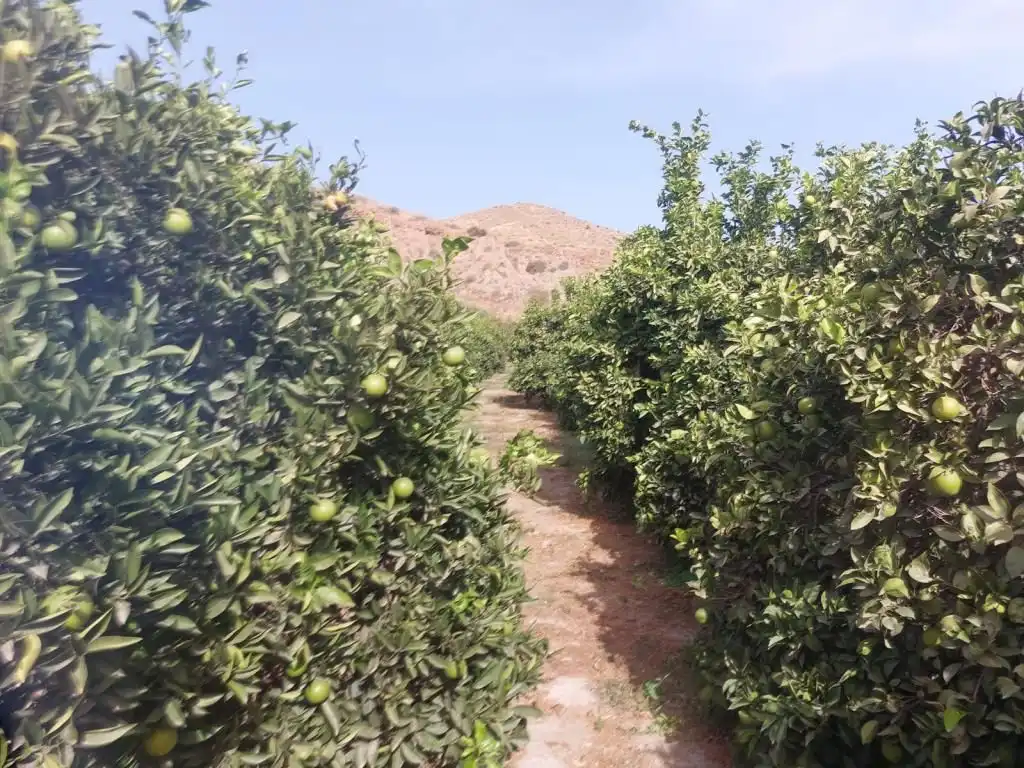 Land for sale in Alhabia