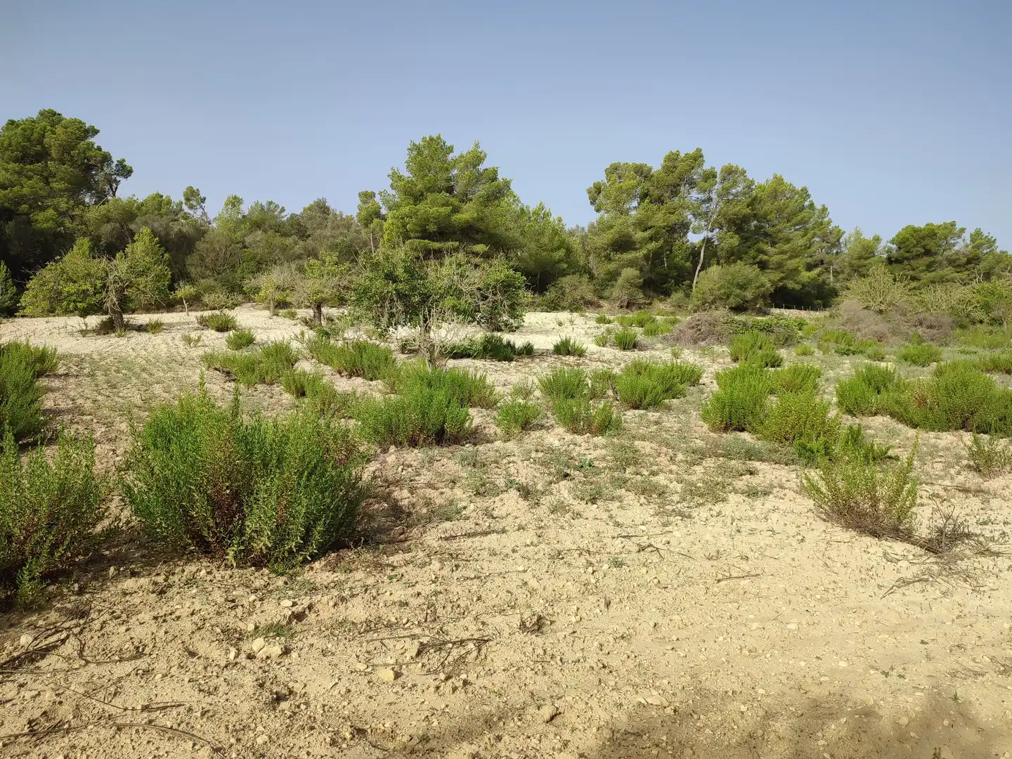 Terreny residencial en venda a Sant Joan, imagen 6