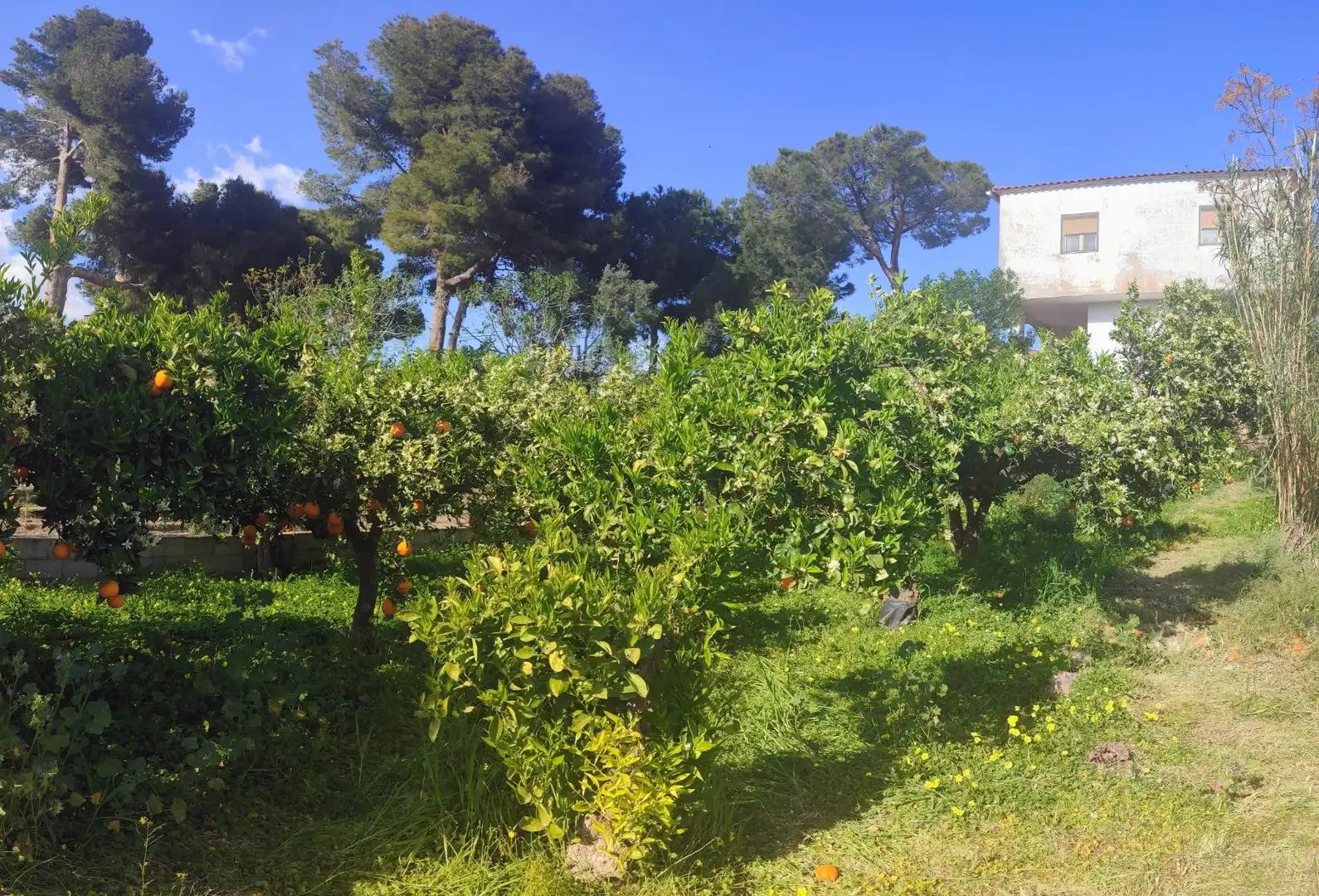 Jardín de Casa o chalet en venta en Fines