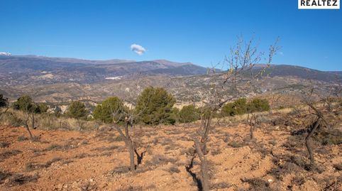 TERRENO EN VENTA EN ALCOLEA CON PRODUCCION DE ALMENDROS ECOLOGICOS, immagine 5