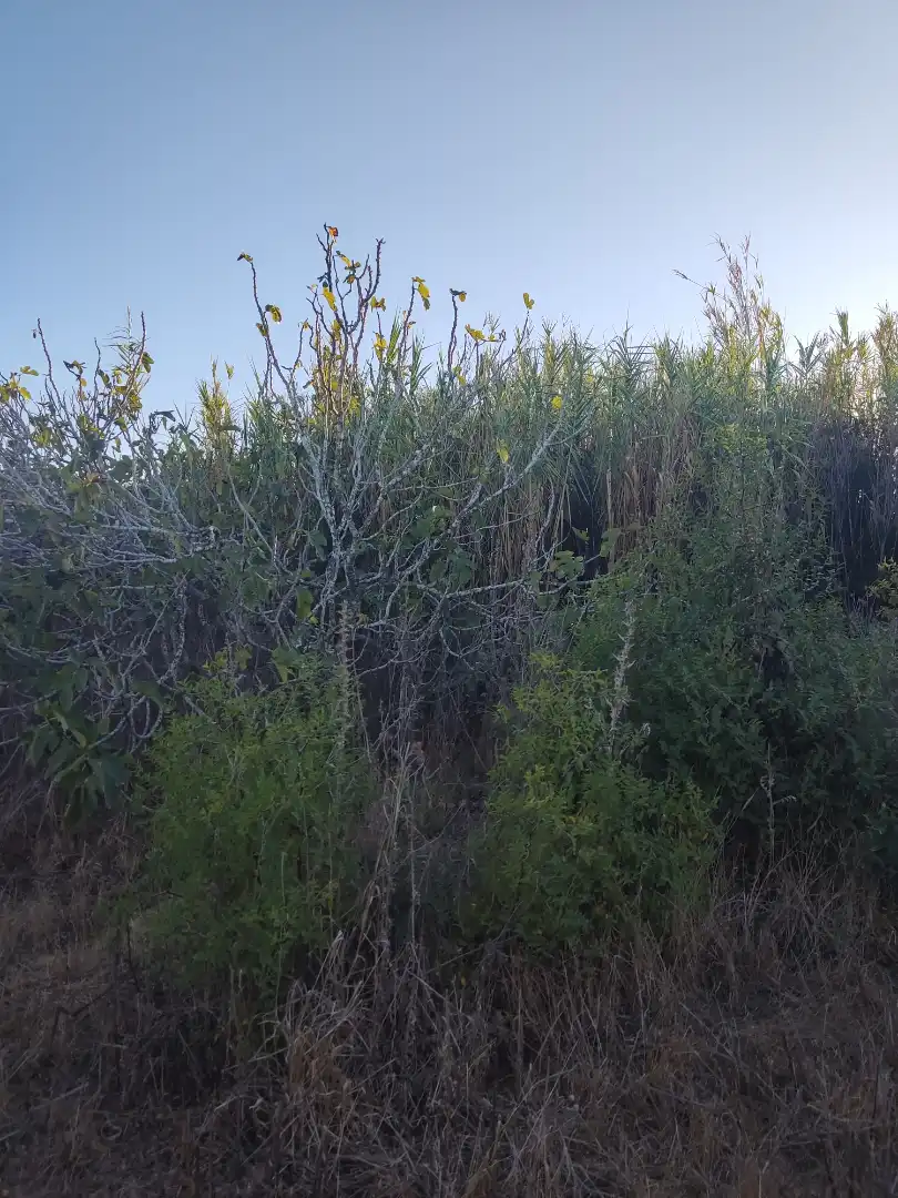 Land for sale in Conil de la Frontera