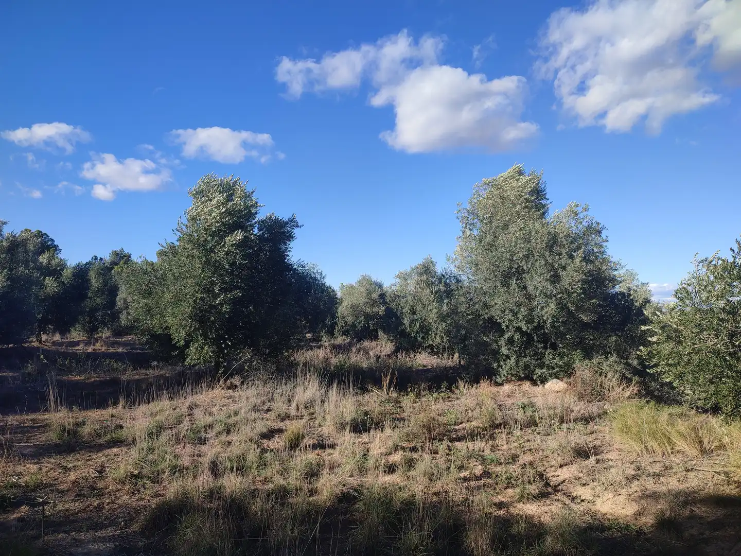 Terreno rústico en venta en L'Albagés, imagen 7