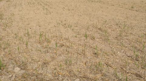 Foto 5 de Terreny en venda a Partida Daimes, 150, La Foia - Daimés - Asprella, Elche / Elx