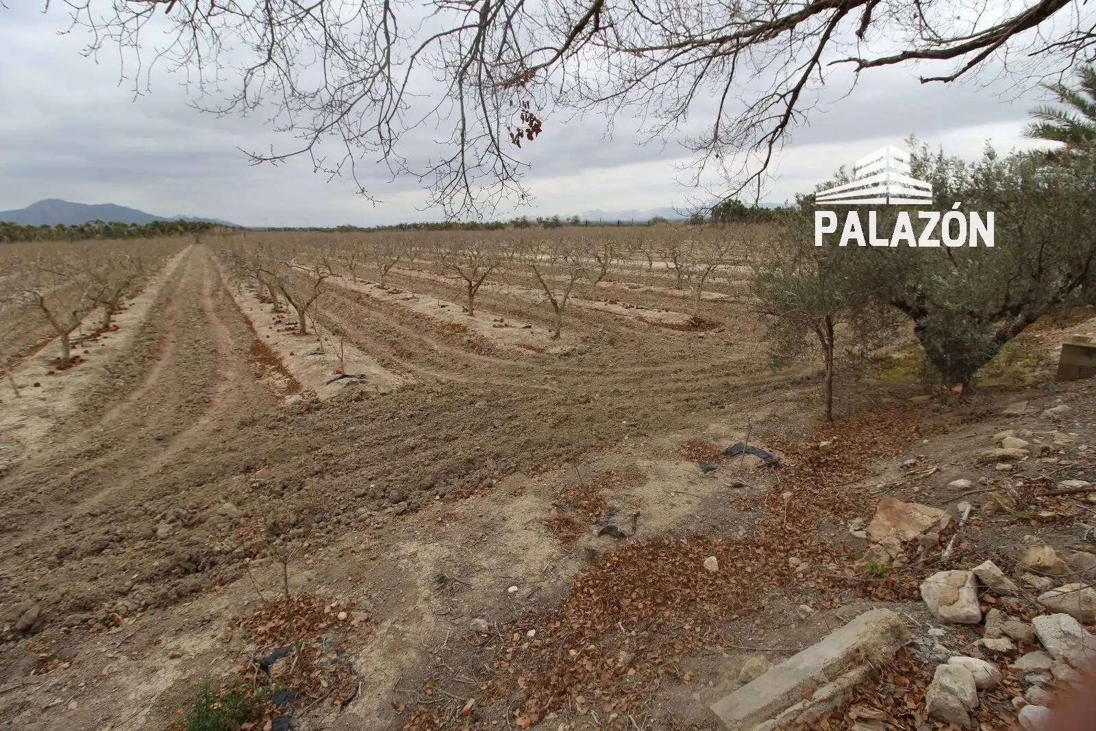Terreno rustico in vendita a Crevillent, imagen 5