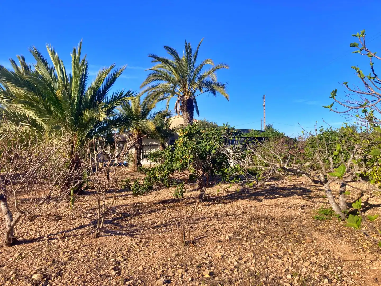 Finca rústica en venta en Elche / Elx