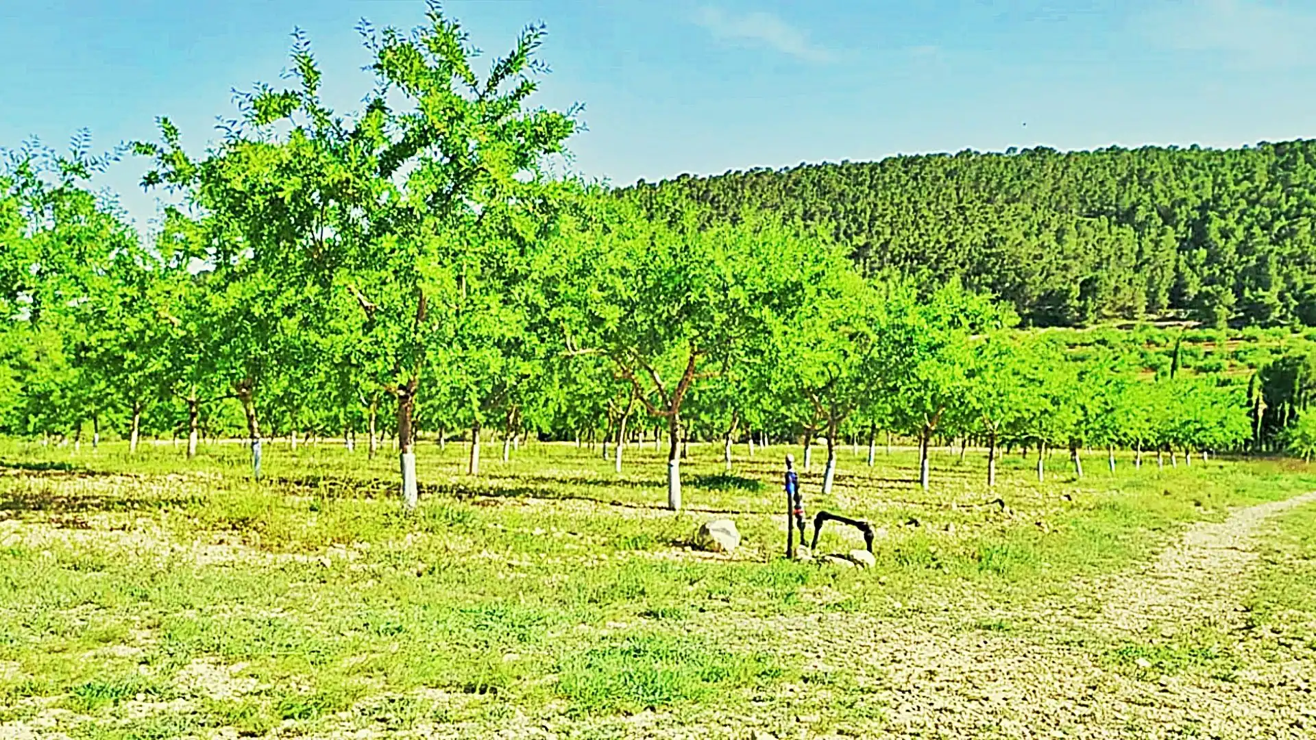 Terreny rústic en venda a La Romana
