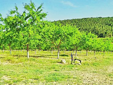 Terreny rústic en venda a La Romana
