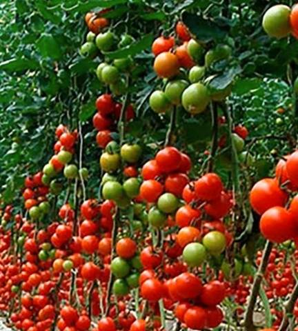 Terreno en Alquiler en Los Gallardos