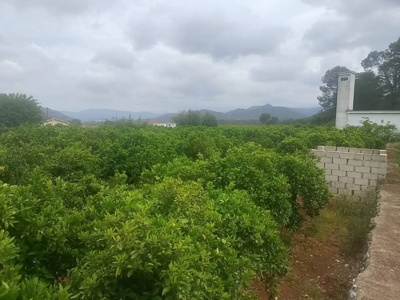 Terrain rustique à vendre à Calle Cami Rural Rotova, imagen 17