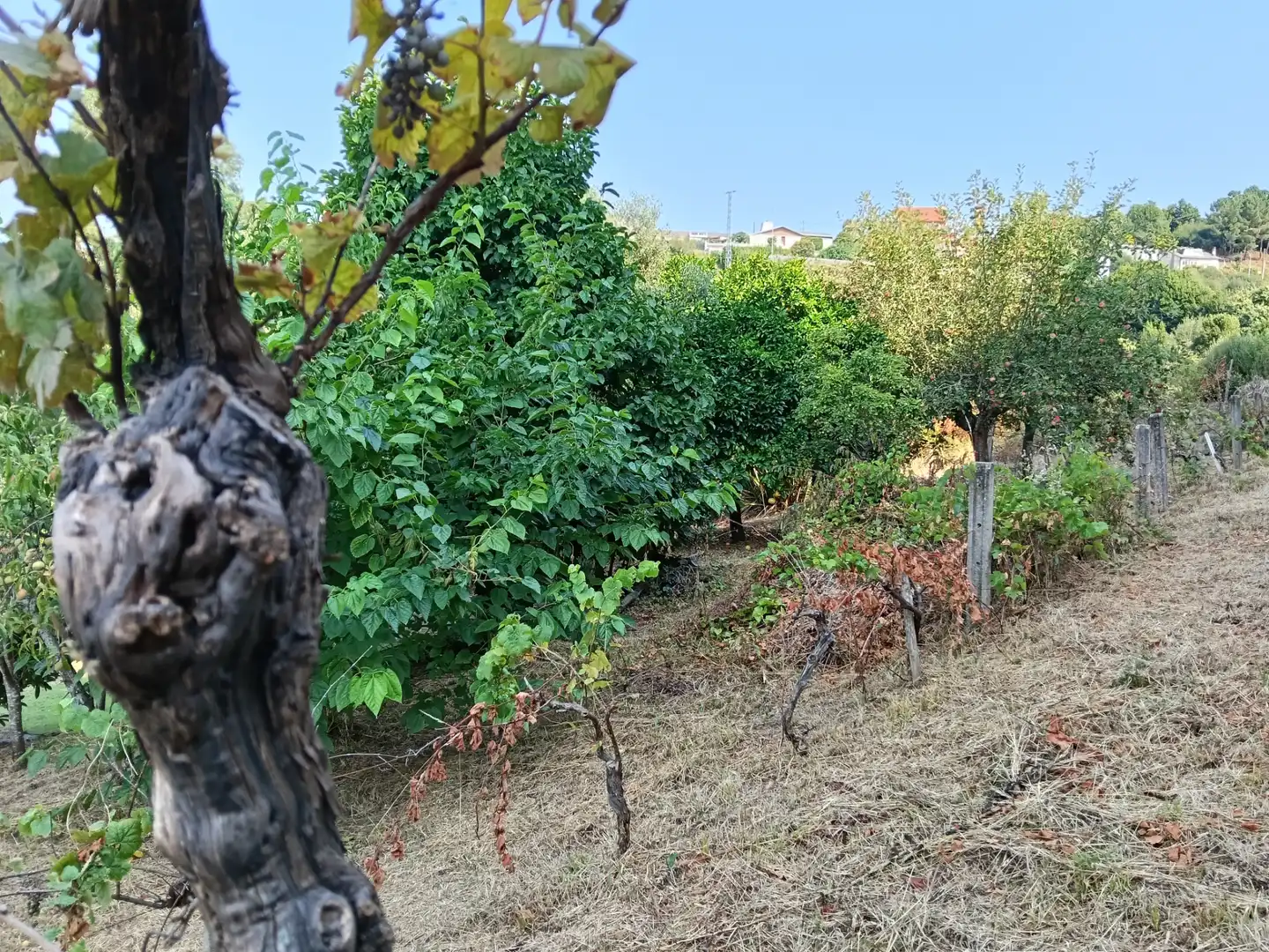 Maison avec jardin à vendre à Rúa Saavedra Meneses 87, imagen 14