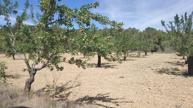 Terreno residencial en Venta en Monóvar  / Monòver