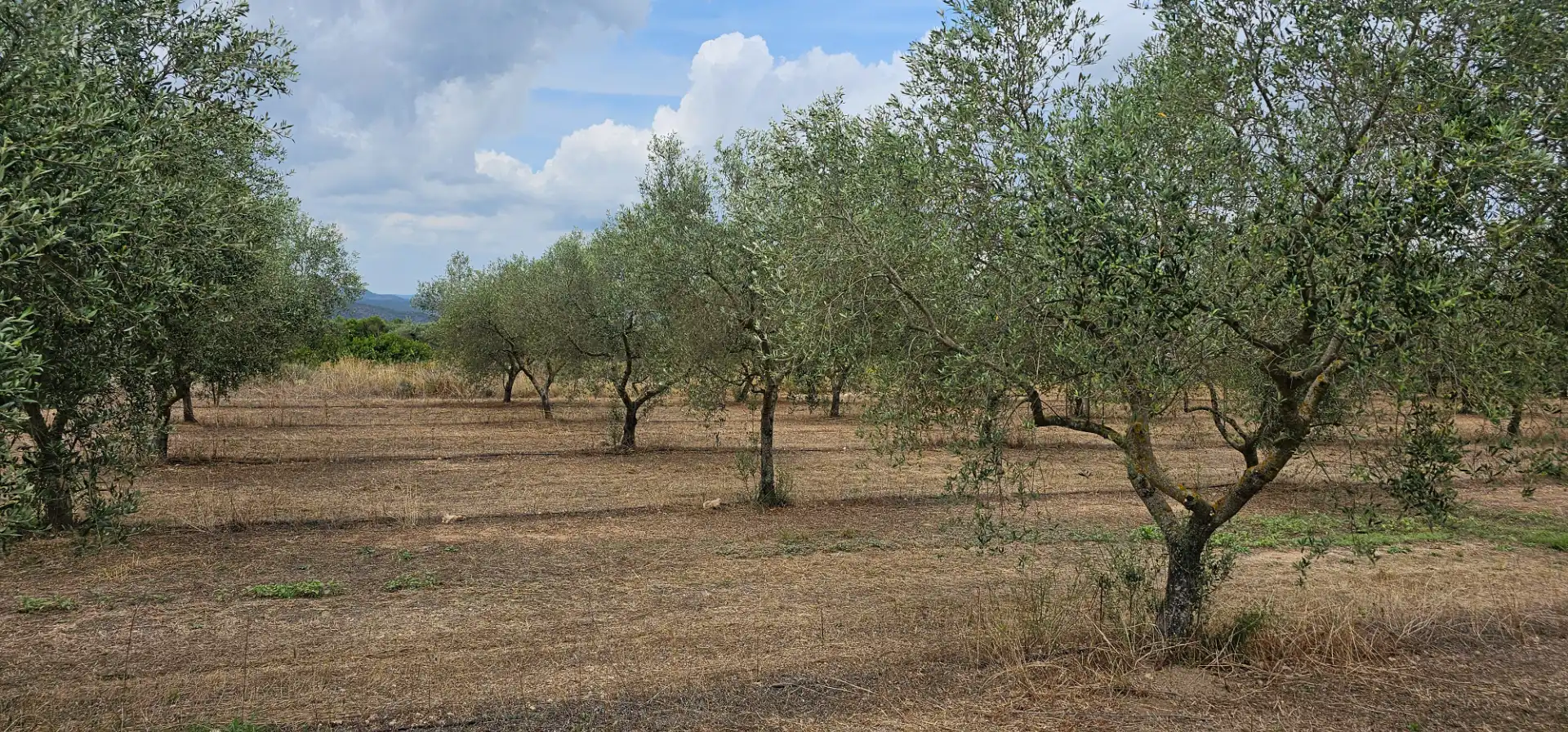 Land for sale in Móra d'Ebre