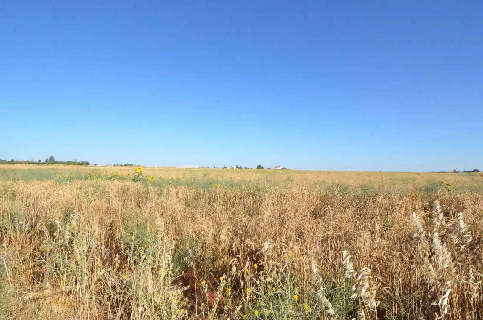 Rural land for sale in Calzada de Valdunciel, imagen 6