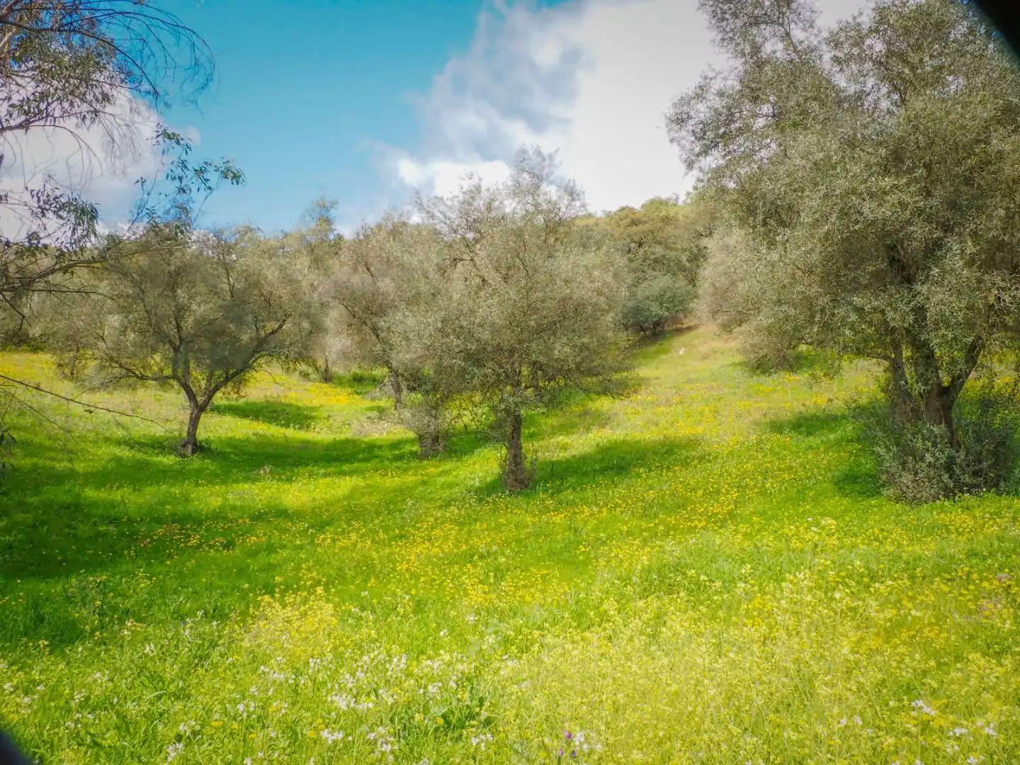 Land for sale in Linares de la Sierra