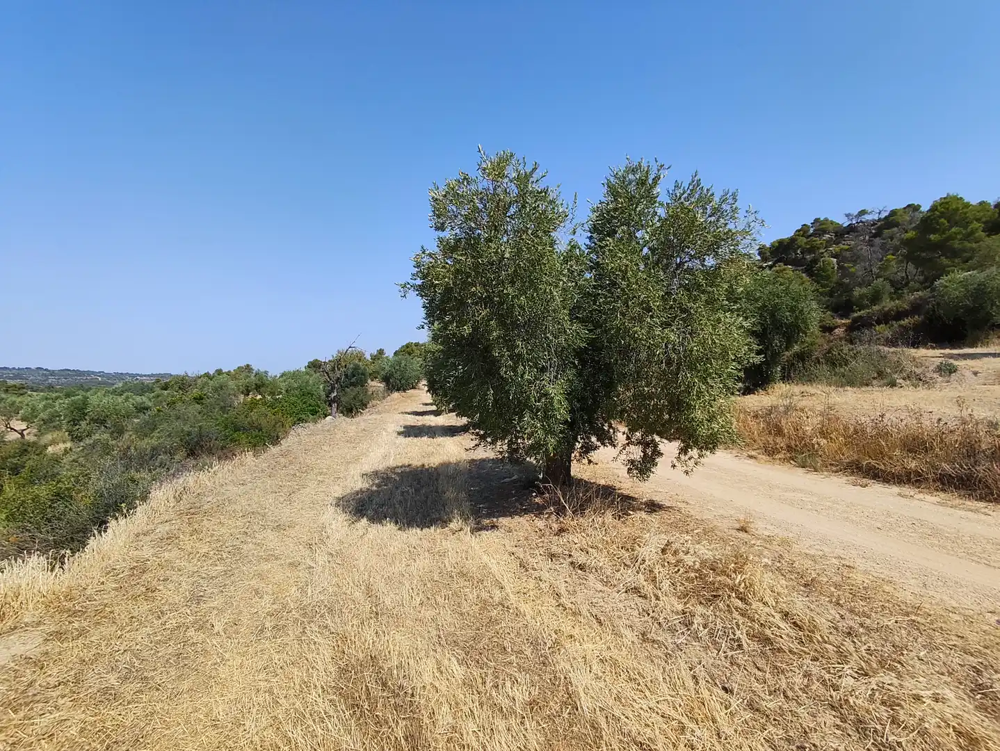 Terreno en venta en Cervià de Les Garrigues