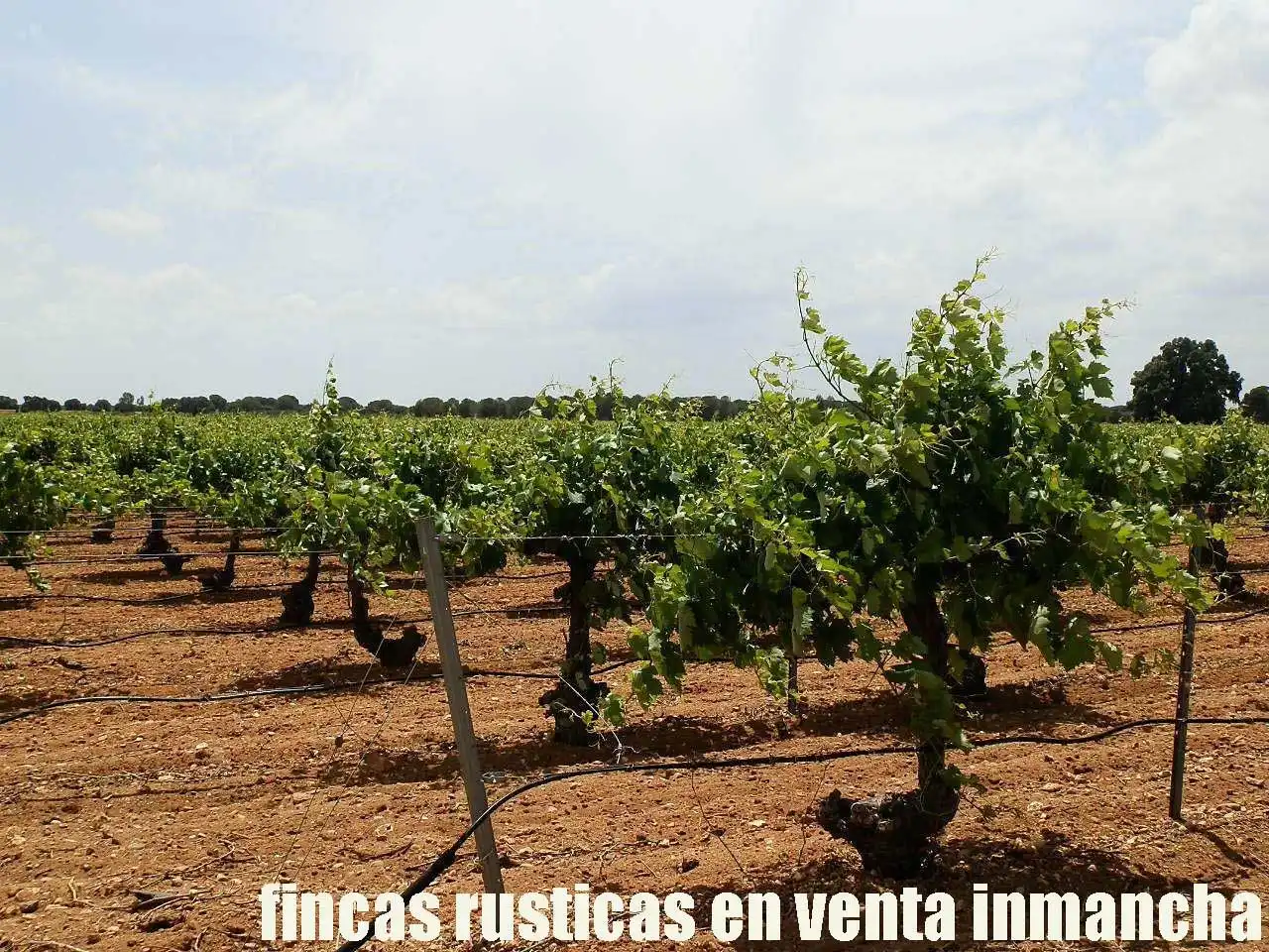 Terreny rústic en venda a Villarrobledo, imagen 10