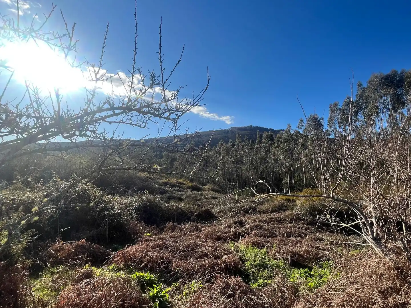 Terreno rustico in vendita a O Rosal, imagen 25