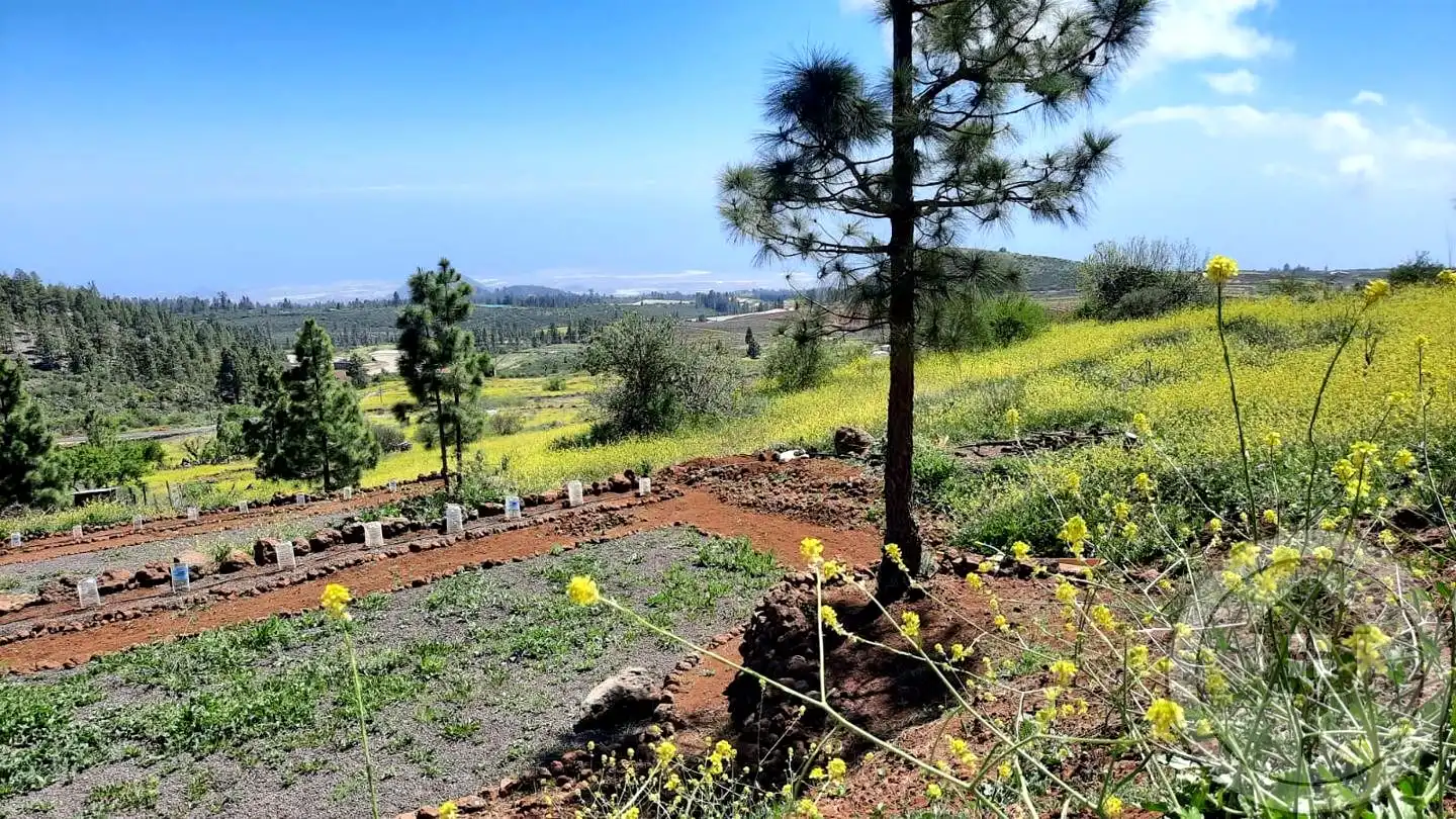 Finca rústica en venda en Vilaflor de Chasna