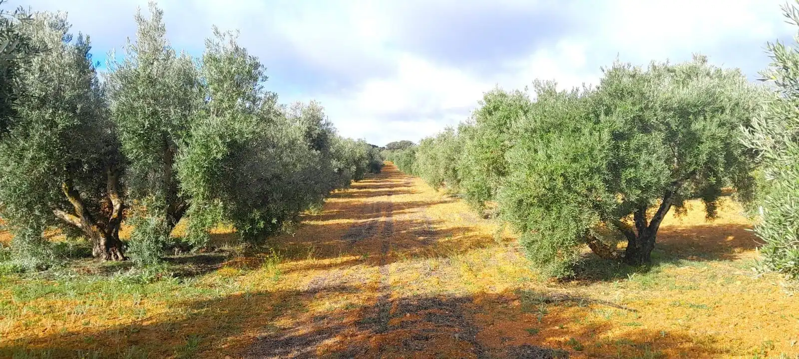 Rural land for sale in Valdepeñas