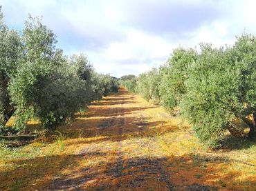 Rustikales Grundstück zum Verkauf in Valdepeñas
