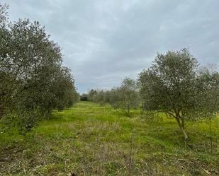 Land for sale in Peralada
